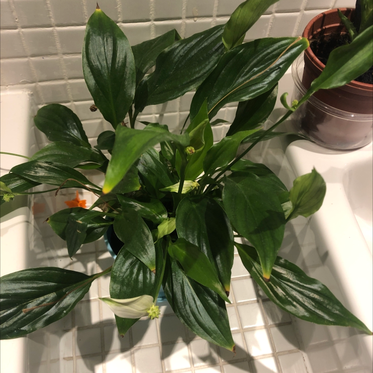Peace Lily plant photo by Jake :) named Michael on Greg, the plant care app.