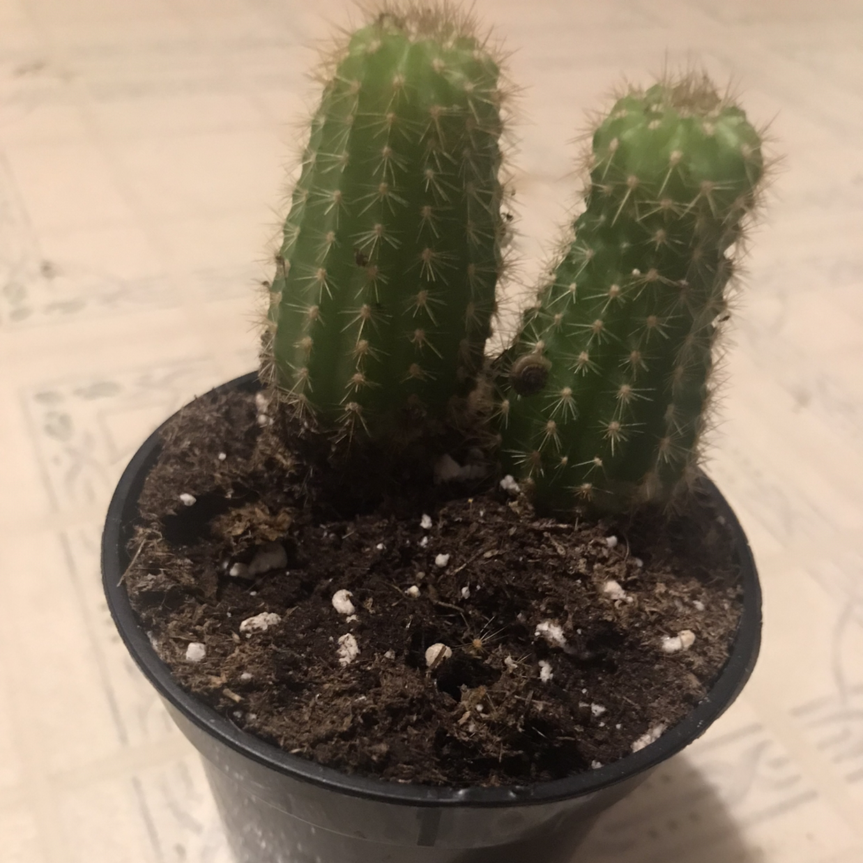 Photo of the plant species Kingcup Cactus by Beth named Jimmy & Jerry on Greg, the plant care app