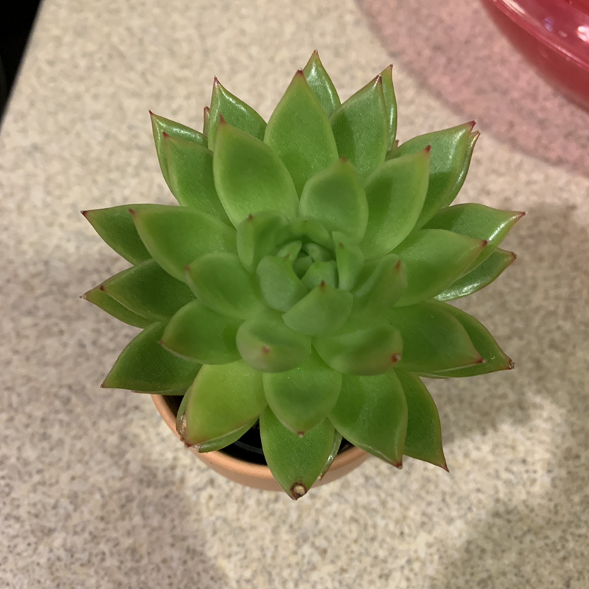 Healthy Lipstick Echeveria succulent with minor brown tips on leaves.