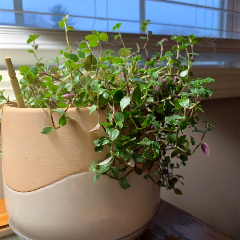 Healthy Creeping Inch Plant with lush green foliage cascading over a white ceramic pot, no signs of discoloration or damage.