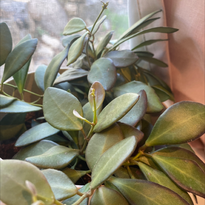 Hoya Carnosa Tricolor plant photo by Adriana named Rita on Greg, the plant care app.