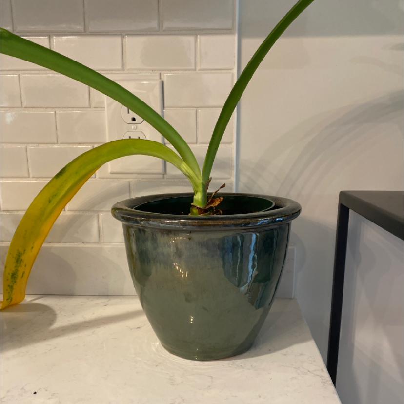 Potted Striped-Tubed Amaryllis with one yellowing leaf on a white surface against a tiled wall.