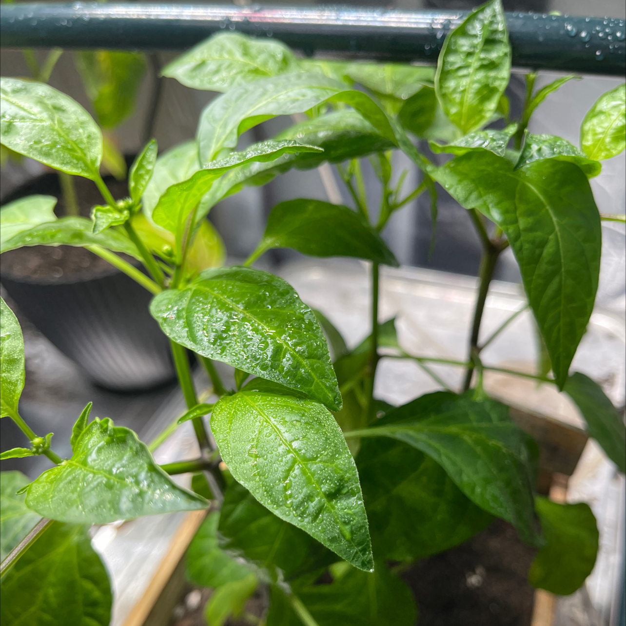 Jalapeño Pepper plant photo by @MaximumRed named Julieus on Greg, the plant care app.