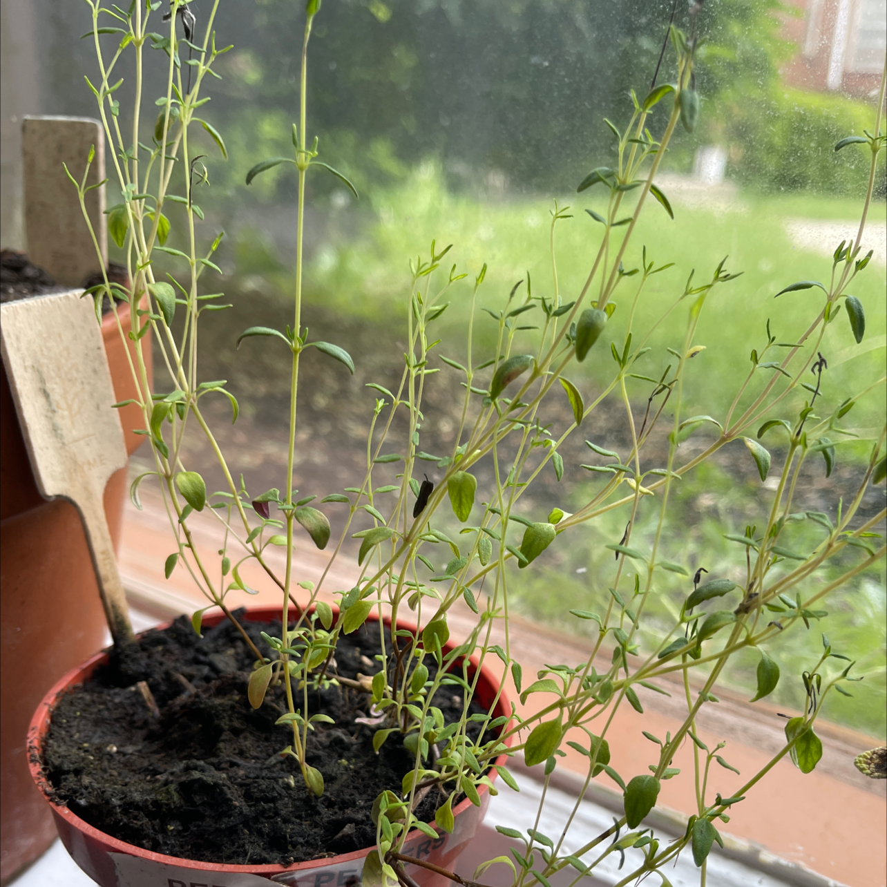 Common Thyme plant photo by @MaximumRed named Teddy on Greg, the plant care app.