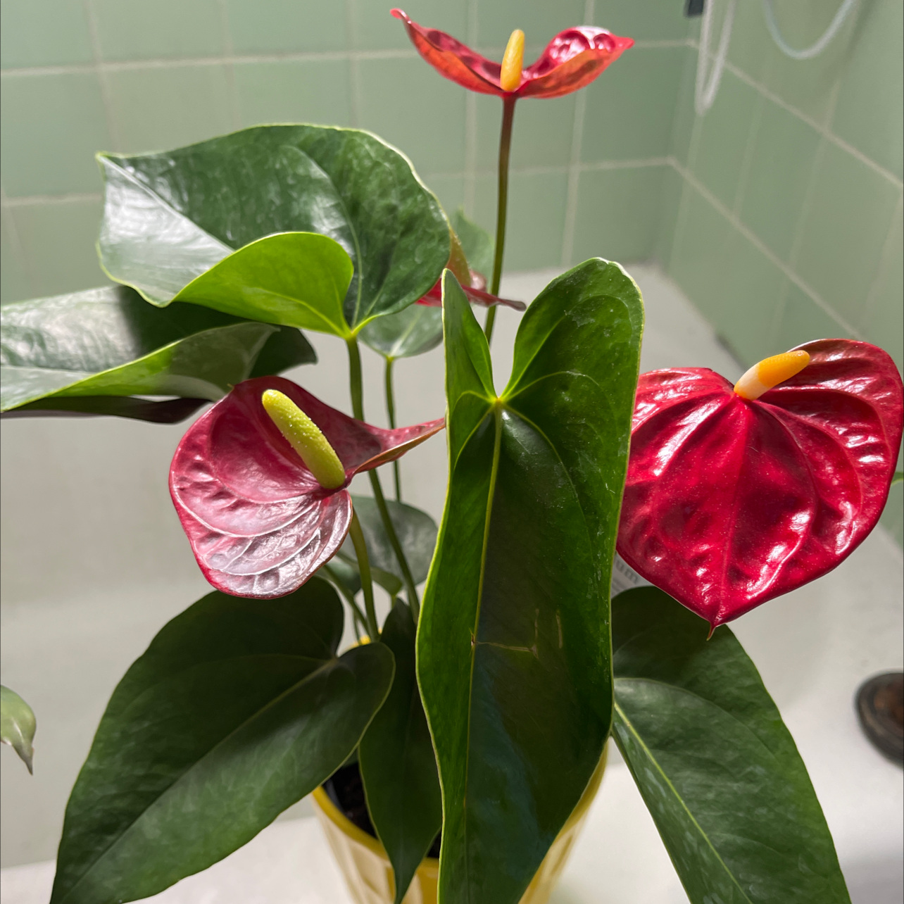 Painter's Palette plant photo by @MaximumRed named Rogue on Greg, the plant care app.