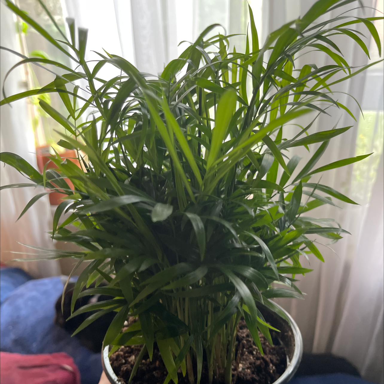 Parlour Palm plant photo by @MaximumRed named Penny on Greg, the plant care app.