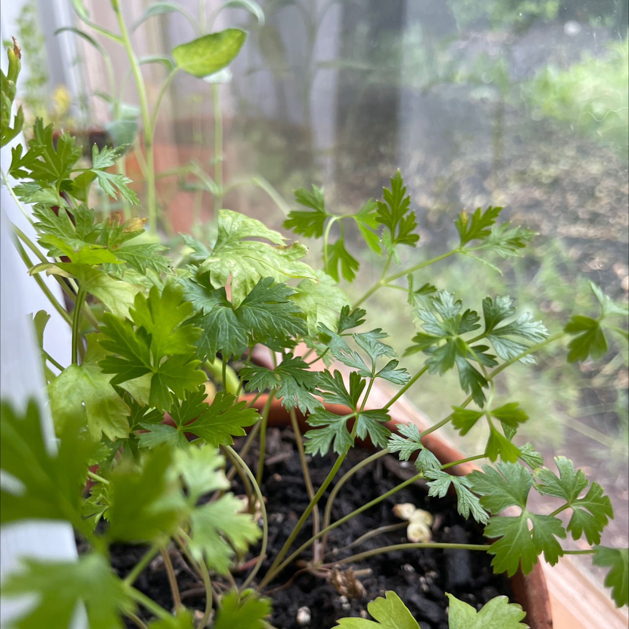 Photo of the plant species Coriander by @MaximumRed named Santana on Greg, the plant care app
