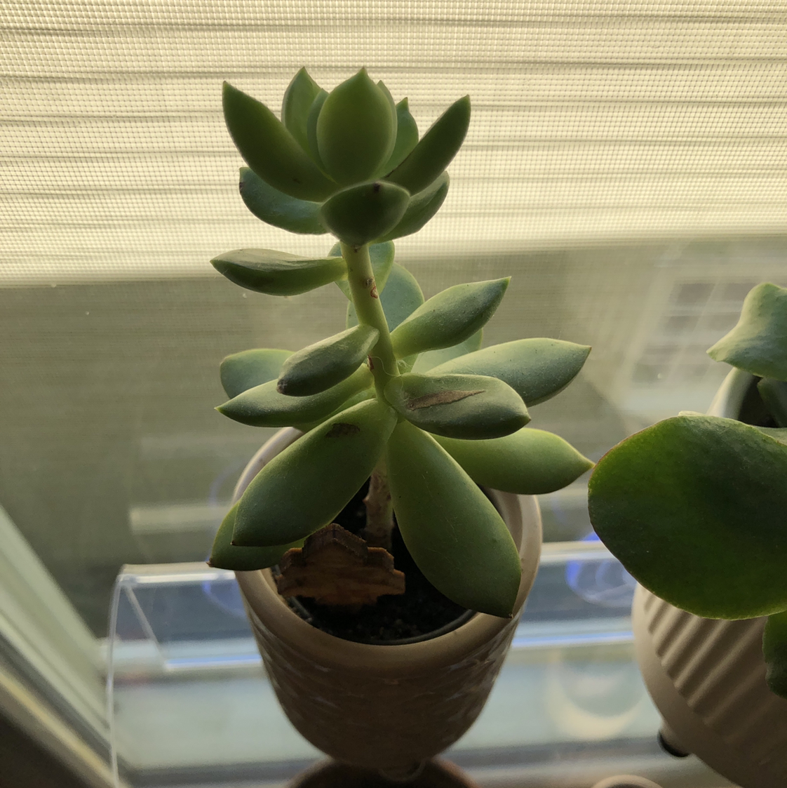 Photo of the plant species Echeveria sedoides by Kris named Chubz on Greg, the plant care app