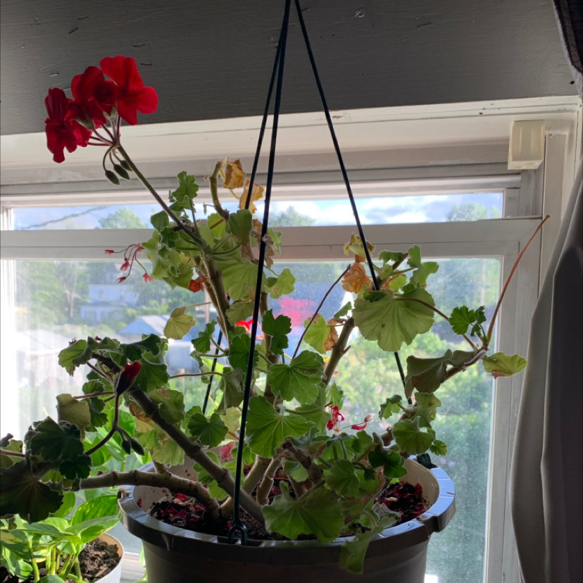 Hanging pot with Ivy Geranium, showing red flowers and some yellowing and browning leaves.