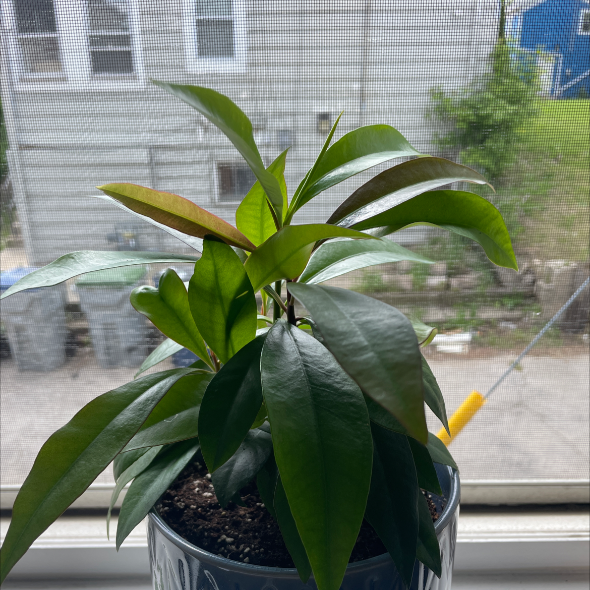Shoebutton plant in a pot by a window, with vibrant green leaves.