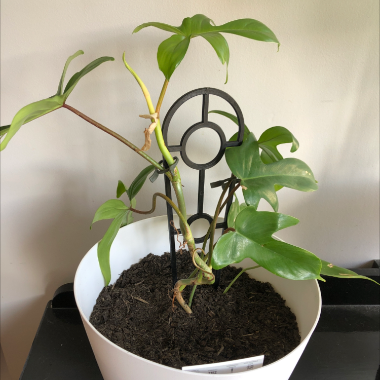 Philodendron Pedatum plant in a white pot with some yellowing leaves and a circular trellis.