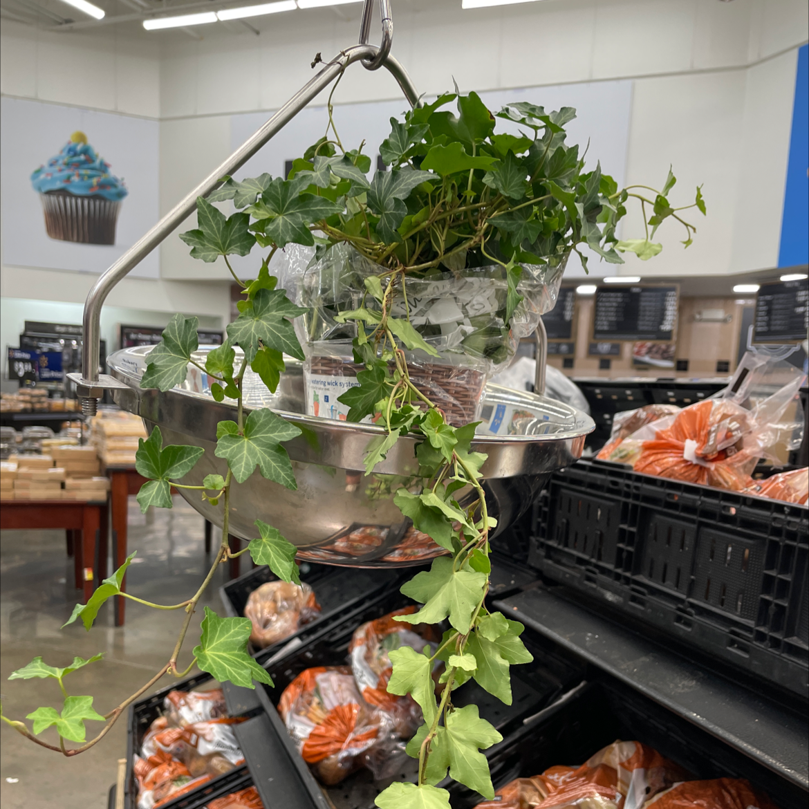 Photo of the plant species Aldrovanda Vesiculosa by @Nickis_lover named Nicki on Greg, the plant care app