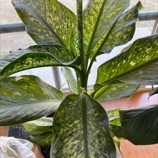 Dieffenbachia plant in Santa Clarita, California