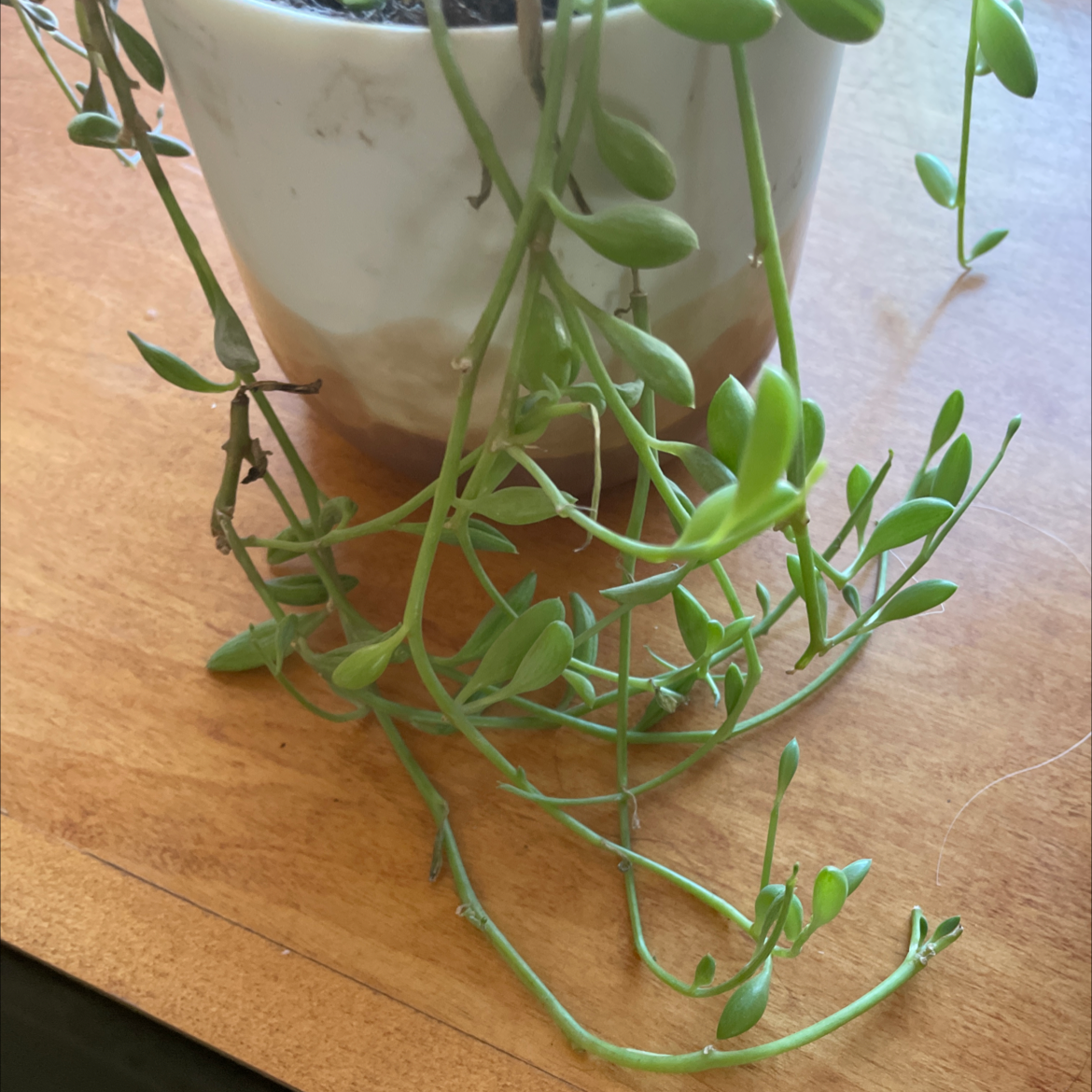 String of Bananas plant photo by Emily named Melon on Greg, the plant care app.