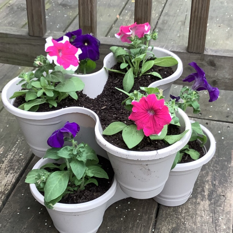 Multiple petunia plants in a white planter with vibrant flowers in white, pink, and purple.