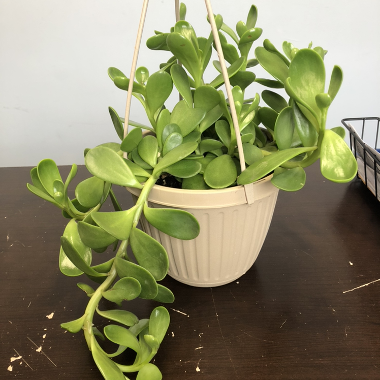 Photo of the plant species Trailing Jade by @Tarabarafofara named Finnegan on Greg, the plant care app