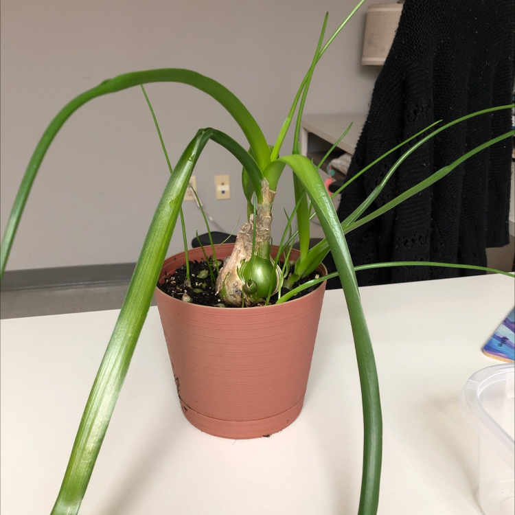 Photo of the plant species Pregnant Onion by @Tarabarafofara named Pregnant Patty on Greg, the plant care app
