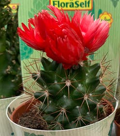 Spider Cactus plant