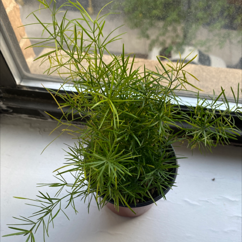 Potted Sprenger's Asparagus plant with thin, needle-like leaves on a windowsill.
