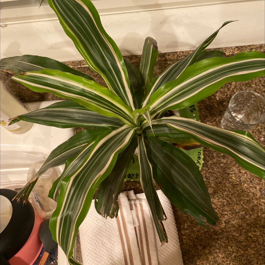 Dracaena 'Warneckii' plant with variegated leaves, minor browning at tips, well-framed and centered.