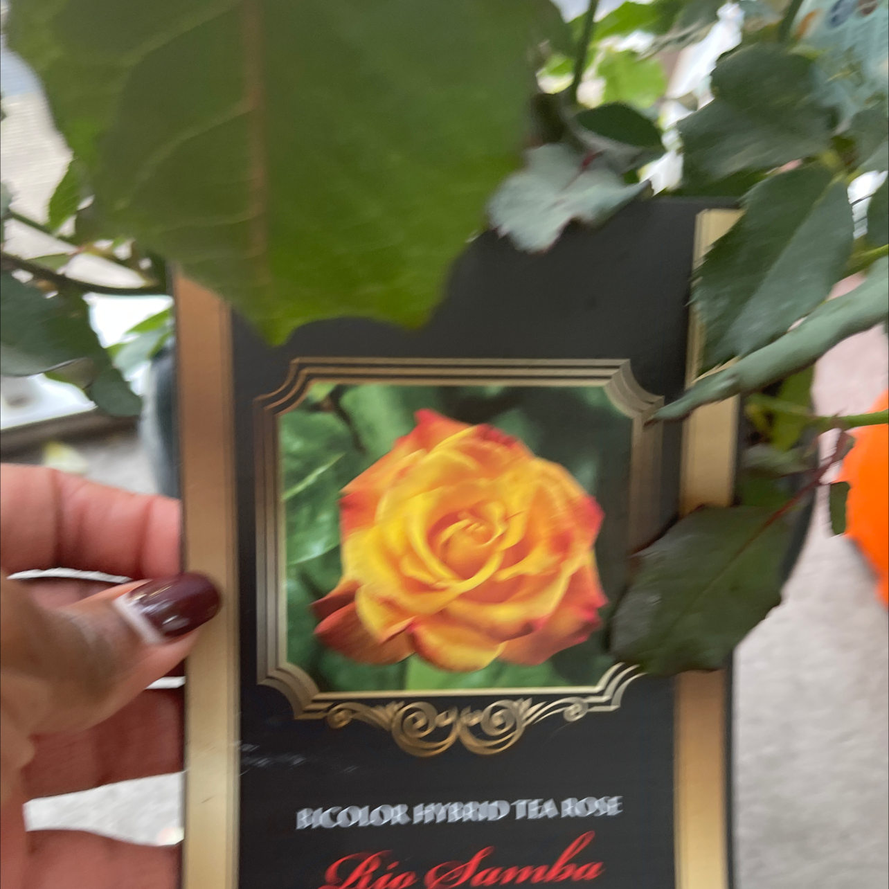 Photo of the plant species Pereskia bleo by Lorieann named Your plant on Greg, the plant care app
