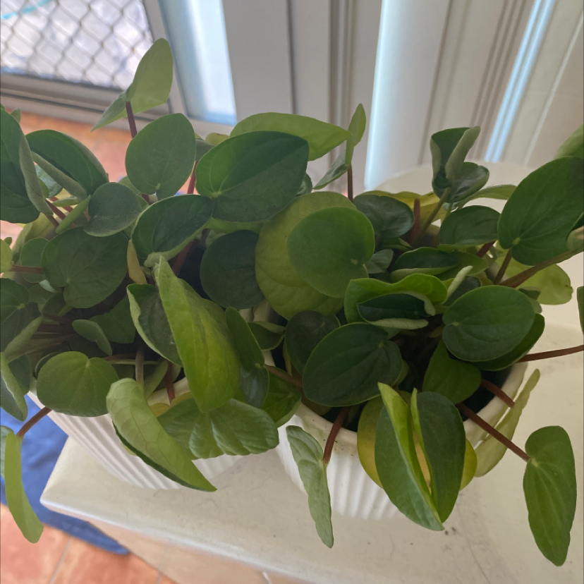 Photo of the plant species Rana Verde Peperomia by @shaethompson named McKinley on Greg, the plant care app