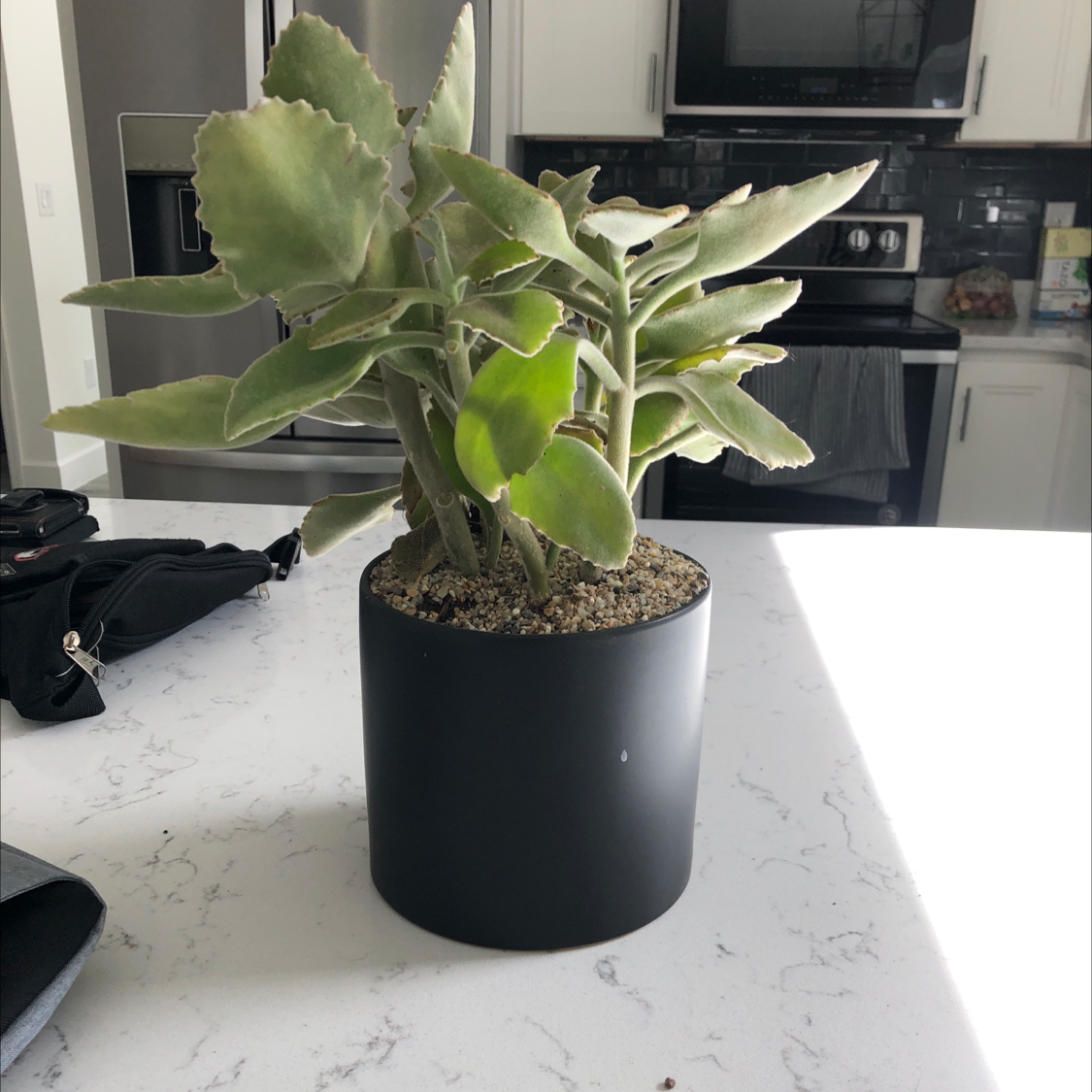 Felt Bush plant in a black pot on a white countertop in a kitchen setting.
