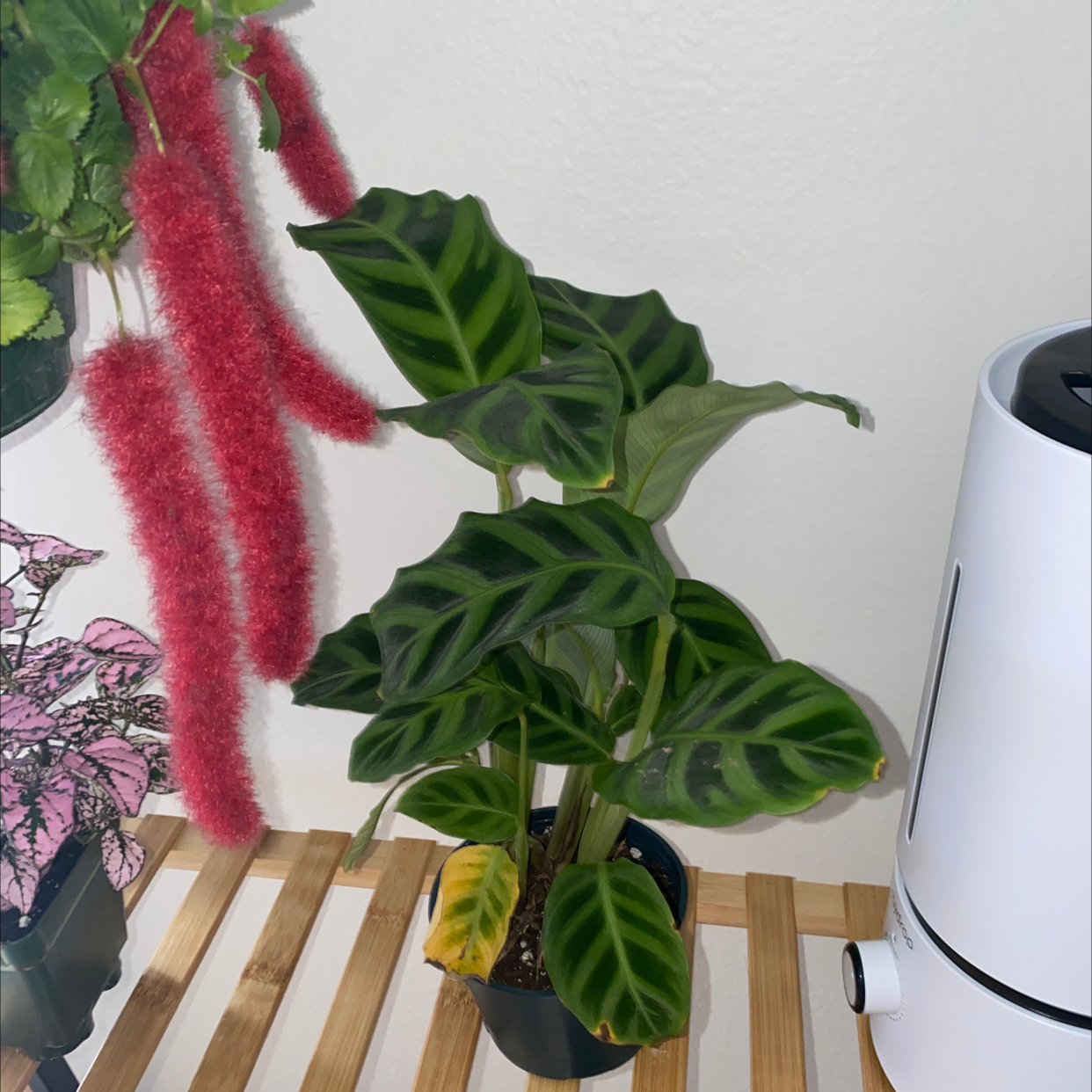 Zebra Calathea plant photo by @7smithcc named Foxxy on Greg, the plant care app.