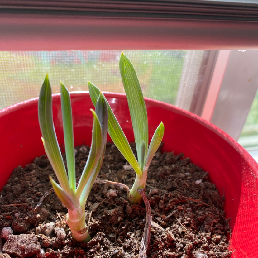 Photo of the plant species Blue Chalksticks by @chaoschaser named sylvester on Greg, the plant care app