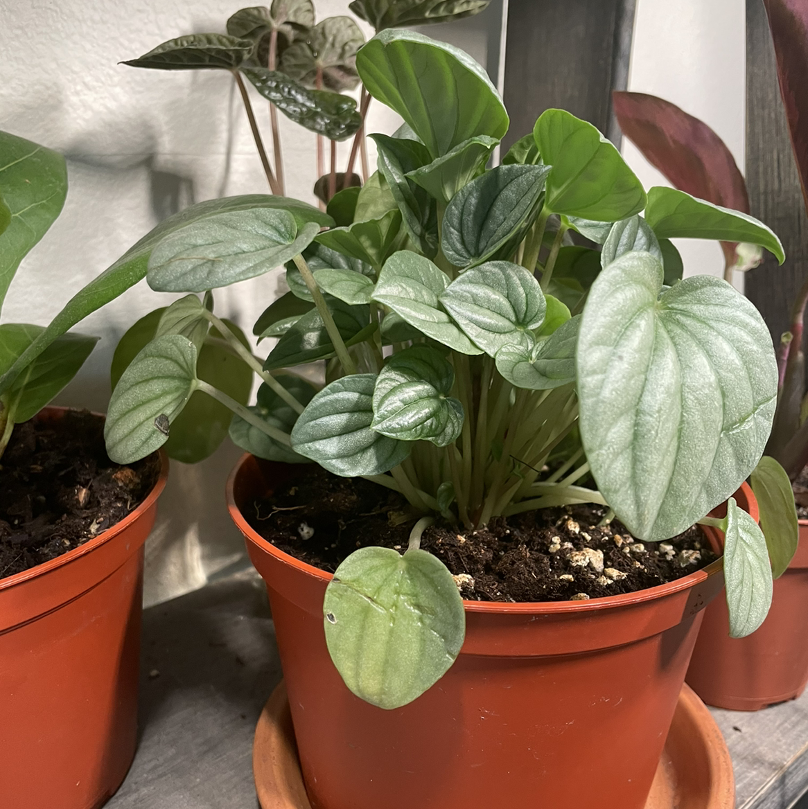 Photo of the plant species Silver Frost Peperomia by @juliahuston named pepperomia frost on Greg, the plant care app