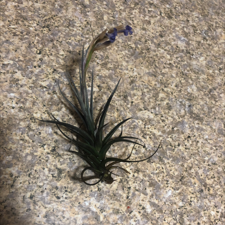 Tillandsia velutina plant with flowers on a textured surface.
