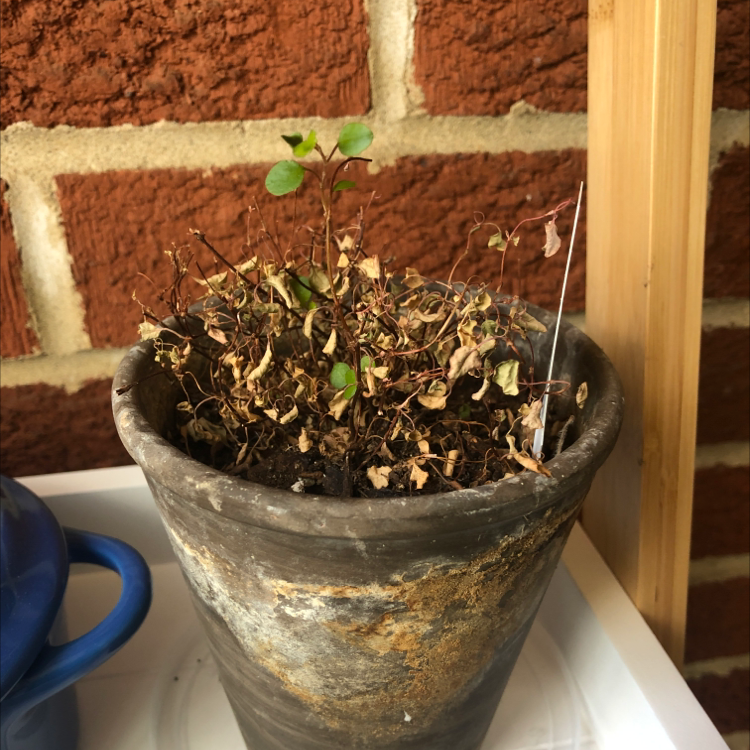 Potted Sprawling Wirevine with significant browning and some green leaves, indicating poor health.