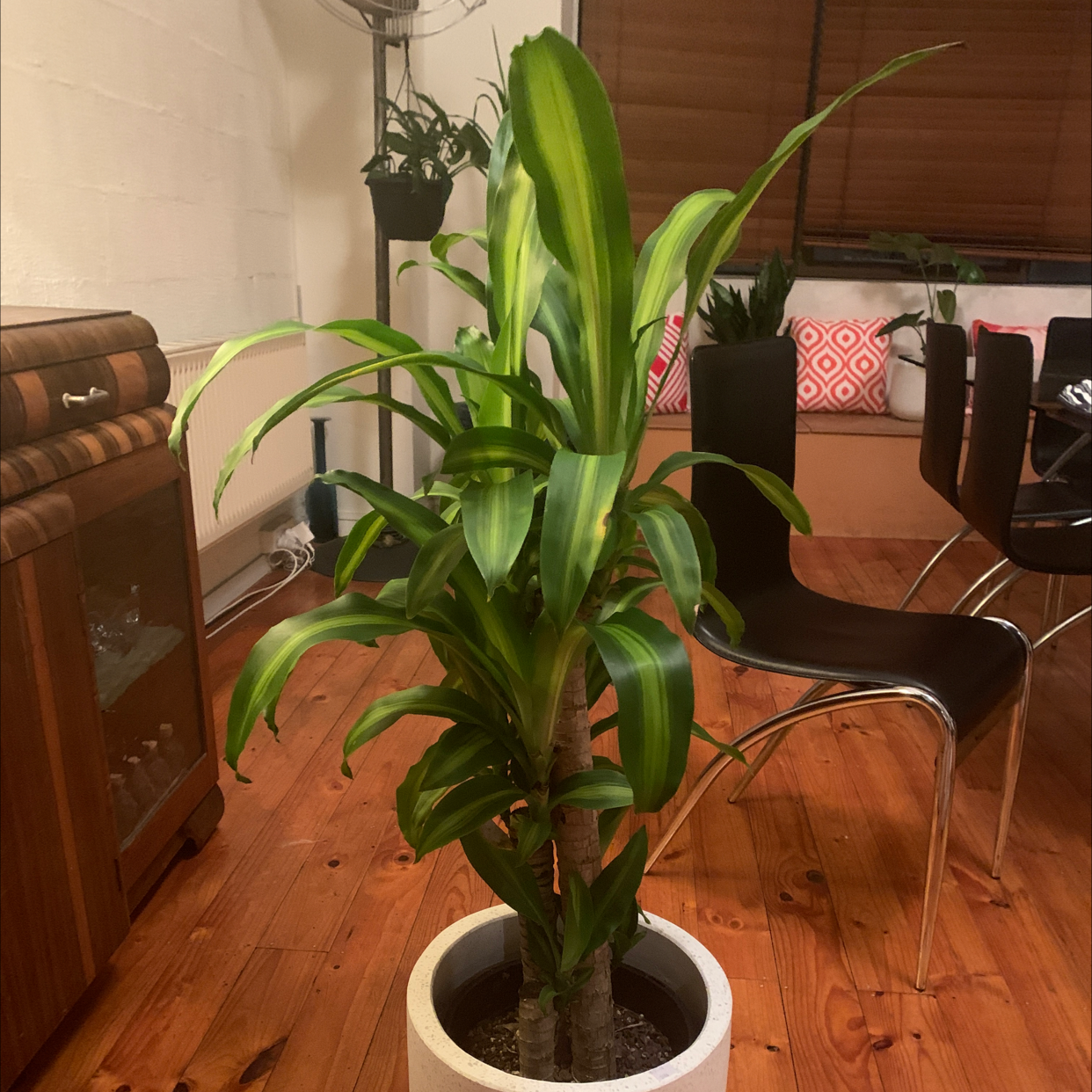Cornstalk Dracaena plant photo by Paris named Fred on Greg, the plant care app.