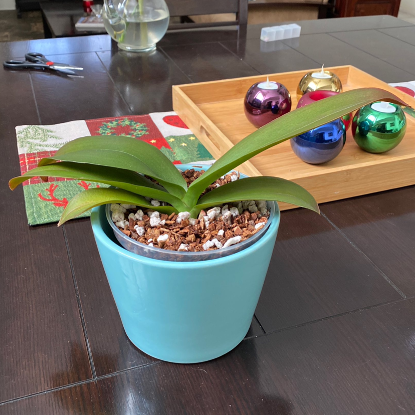 Bush Lily plant in a blue pot on a table with decorative items.