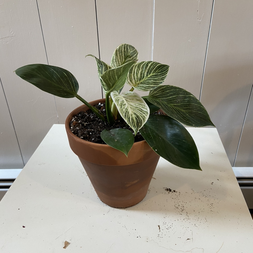 Philodendron Birkin plant photo by Tiana named Emerson on Greg, the plant care app.