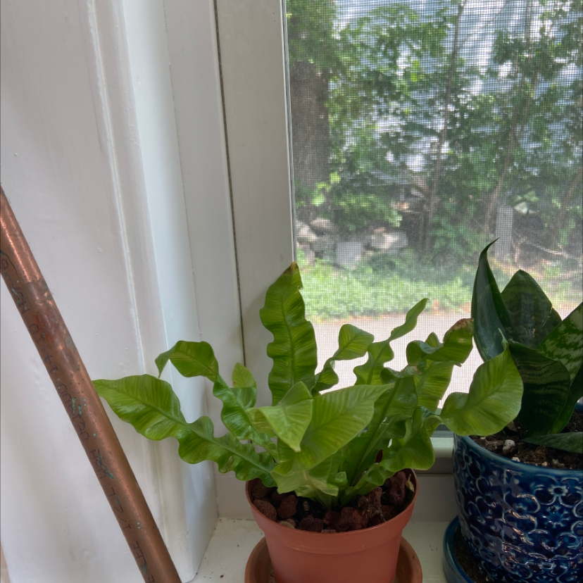 Japanese Bird's Nest Fern plant photo by Tiana named Kobe on Greg, the plant care app.