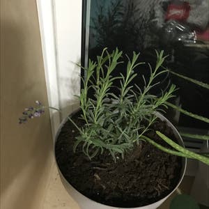 English Lavender plant photo by Cactusmomma named Artemis on Greg, the plant care app.