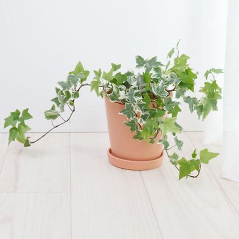 Healthy English Ivy plant with vibrant green lobed leaves trailing from a terracotta pot, well-framed against a white background.