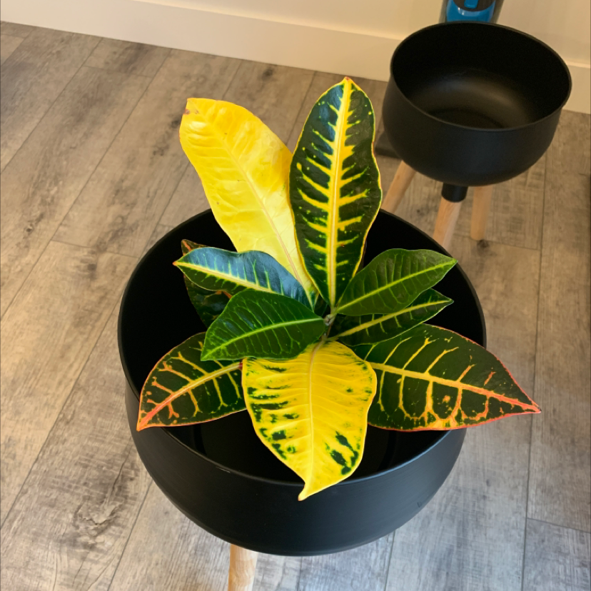 Croton 'Petra' plant photo by @evergreengarden named McKinley on Greg, the plant care app.