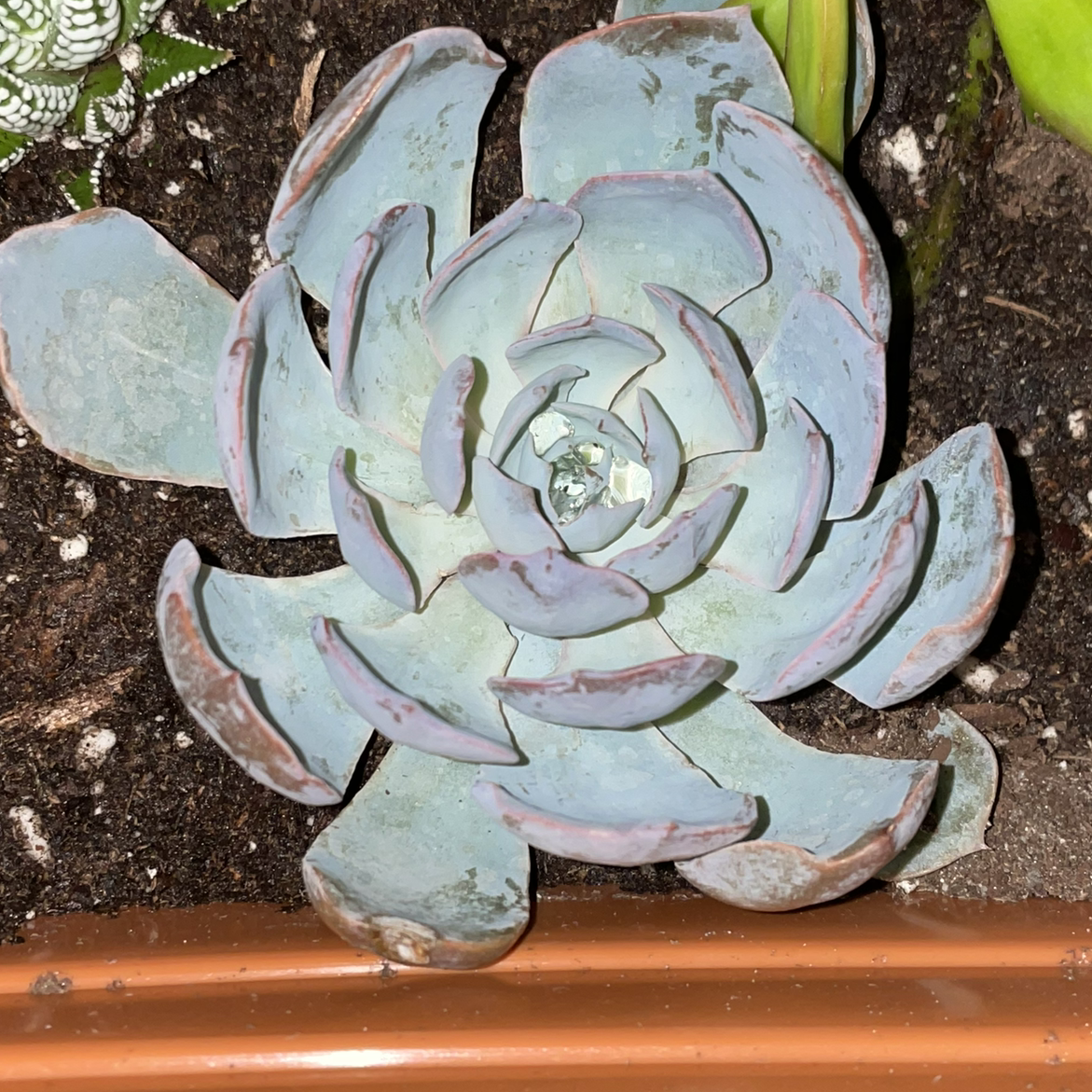 Photo of the plant species Ghost Echeveria by @ashweeteall named Sad Boy on Greg, the plant care app