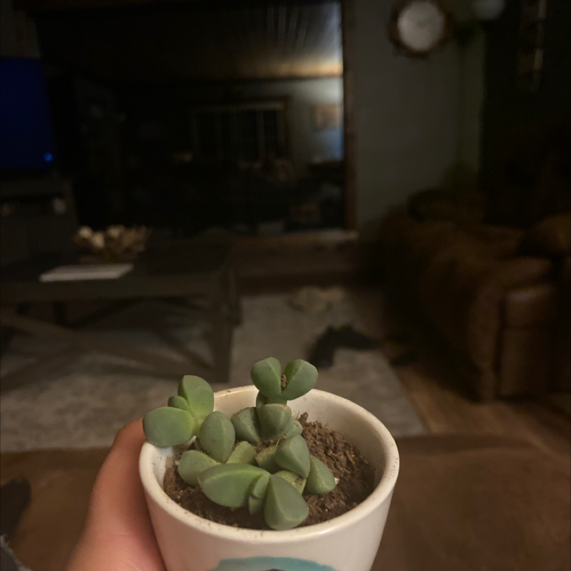 Astridia velutina succulent in a white pot held by a hand, indoor background.