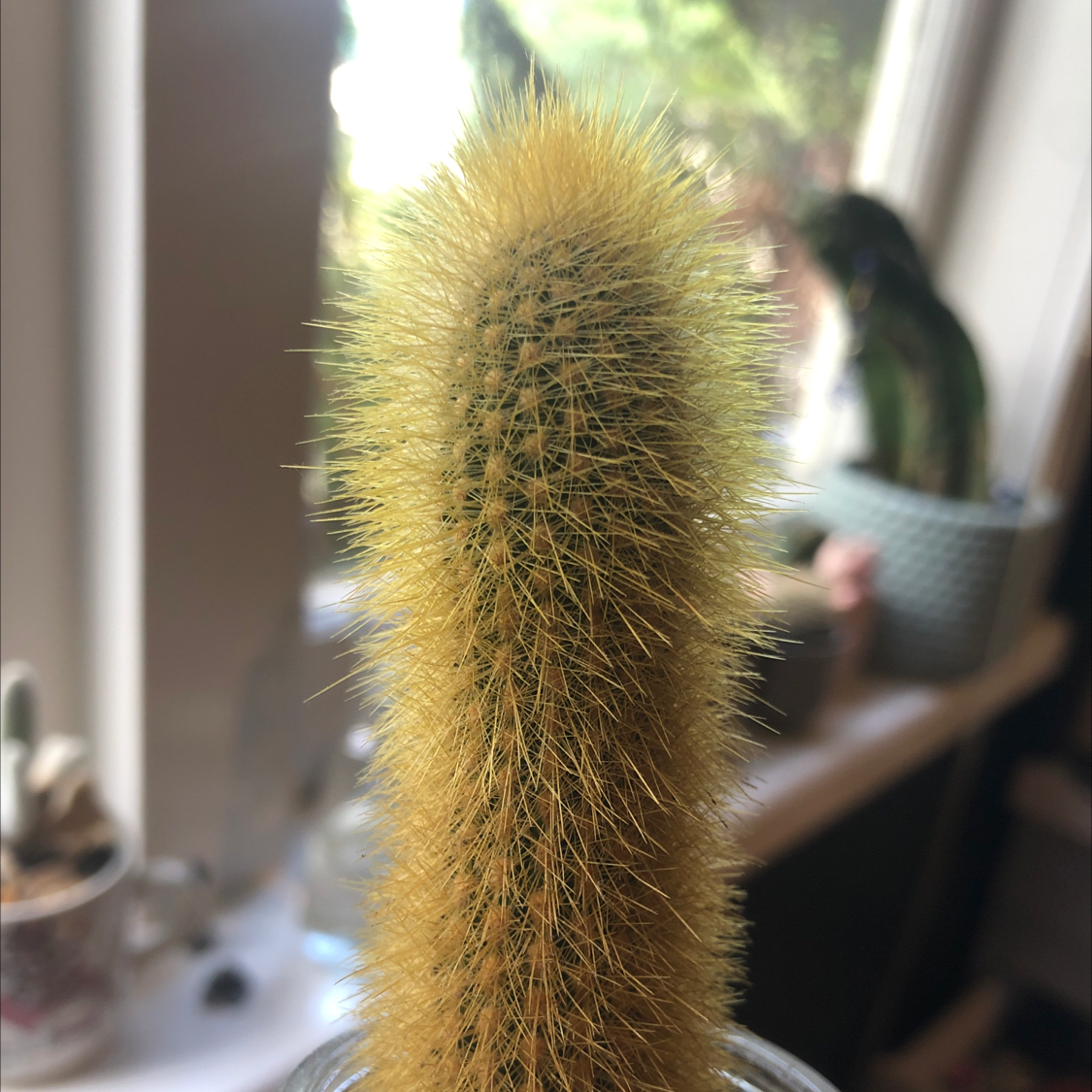 Golden Snakecactus in a well-lit indoor setting, healthy and well-framed.