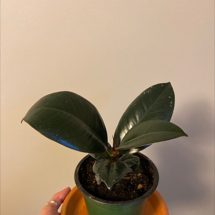 Rubber Plant plant photo by @HALIAETXXS named Elstica on Greg, the plant care app.