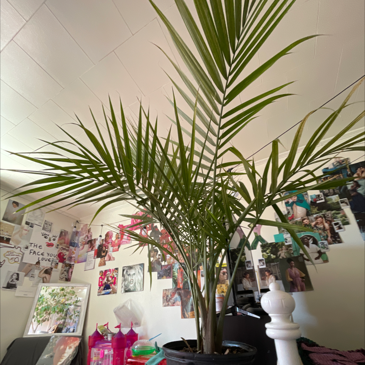 Healthy, lush green majesty palm in a white pot, on a desk surrounded by photos and personal items in an office setting.
