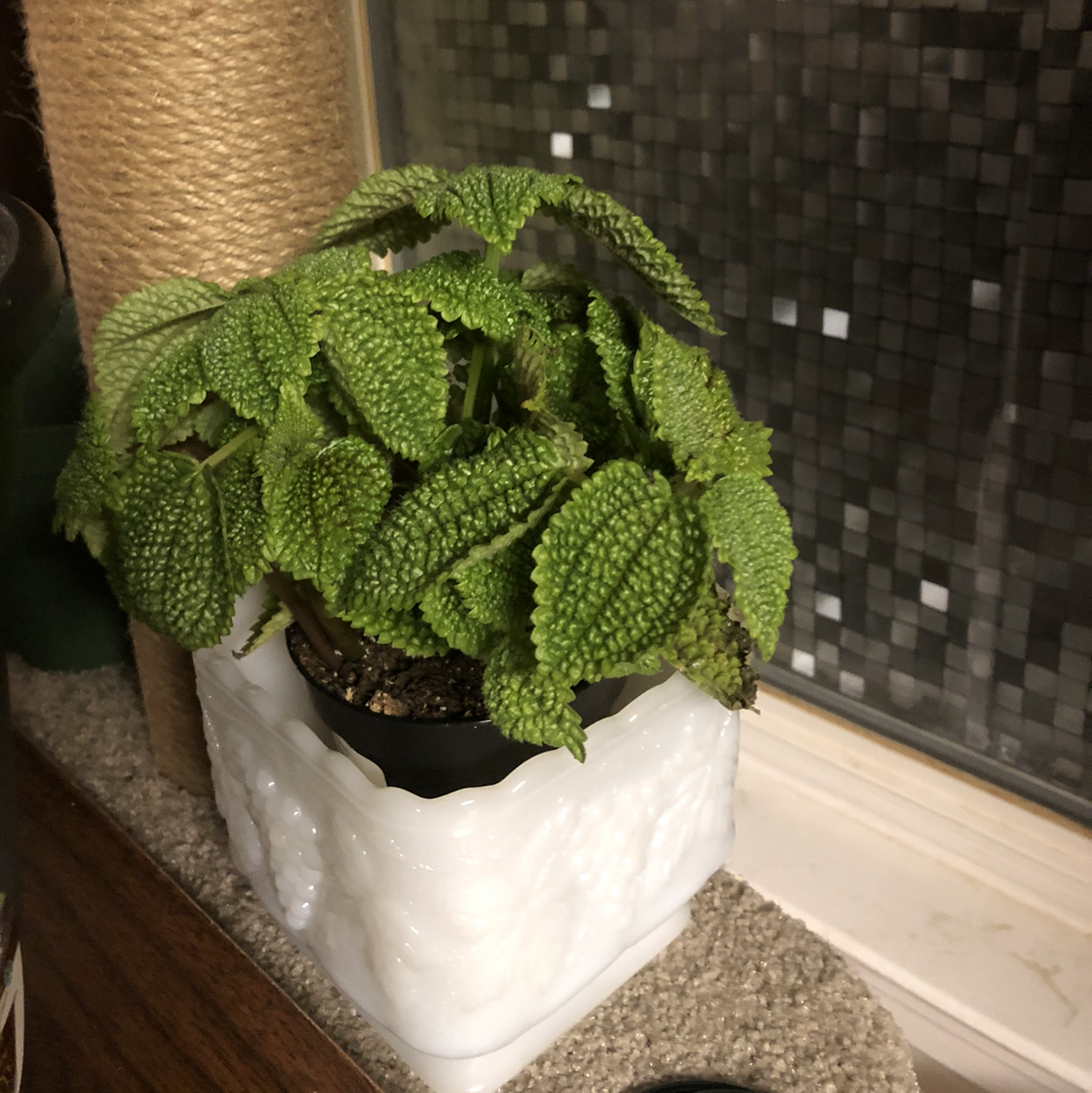 Friendship Plant (Pilea involucrata) in a pot with vibrant green leaves, well-framed and focused.