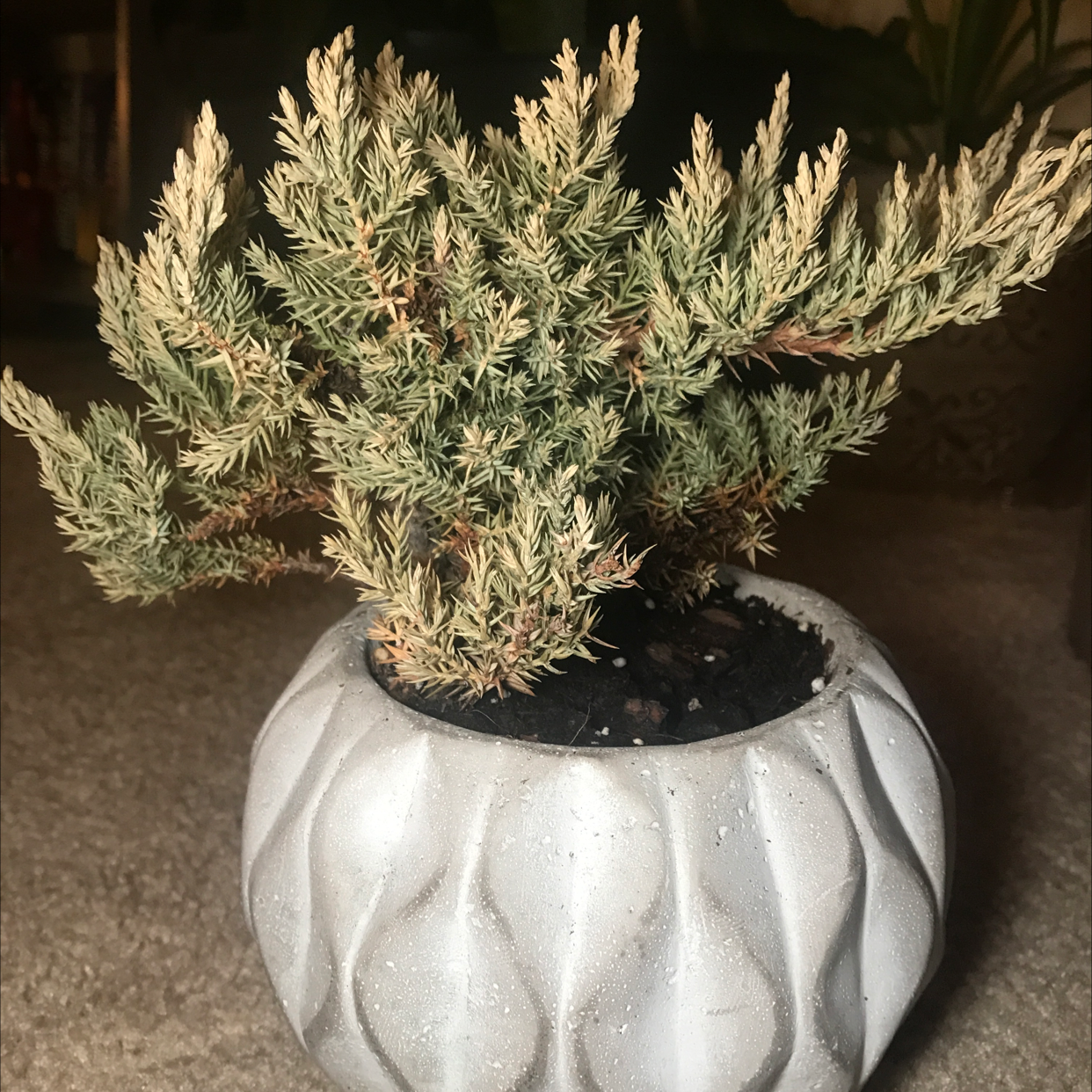 Potted American Juniper plant in a white pot with visible soil.