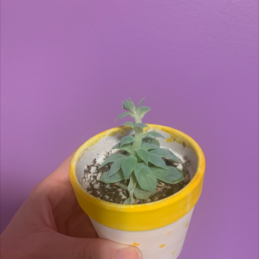 Photo of the plant species Echeveria 'Azulita' by Rachel named Huckleberry Fern on Greg, the plant care app