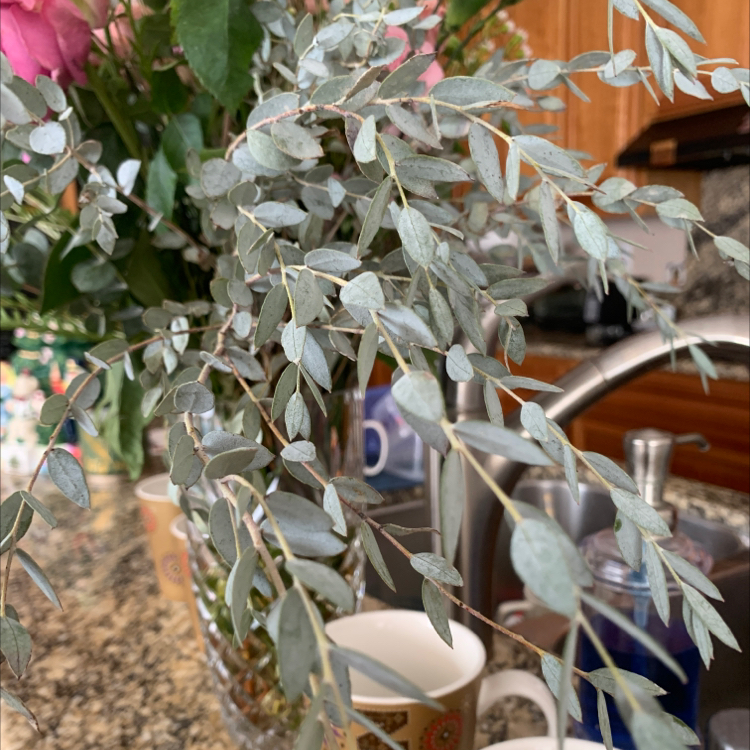 Healthy Ceropegia woodii plant with vibrant green heart-shaped leaves cascading down stems. No signs of disease or discoloration.