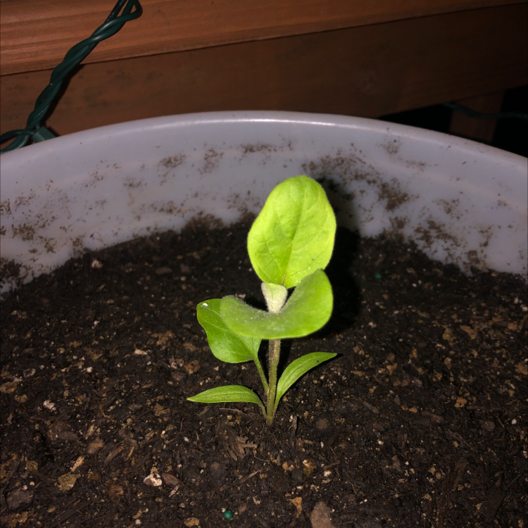 Young eggplant seedling in a pot with visible soil and slight leaf yellowing.