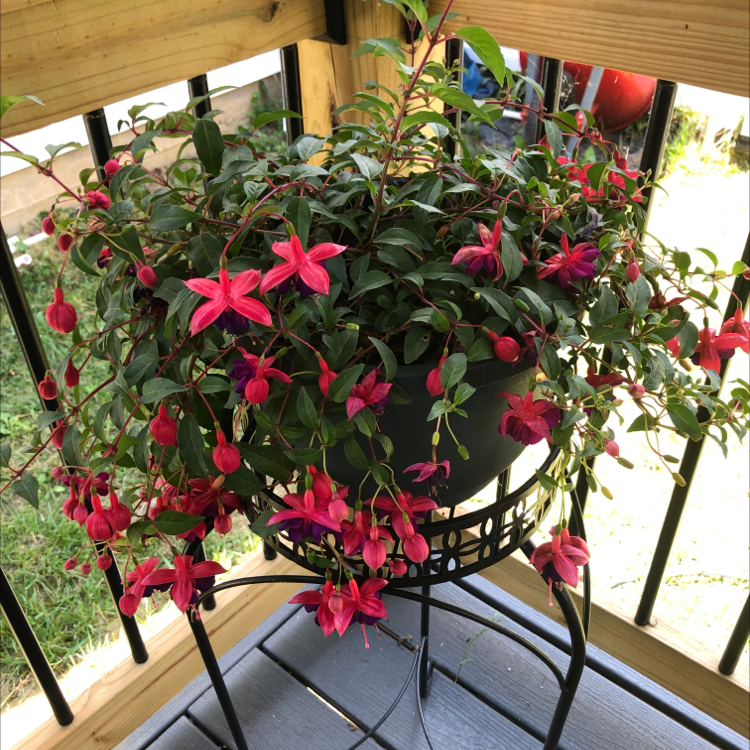 Hummingbird Fuchsia plant in a pot with vibrant pink flowers and lush green leaves.
